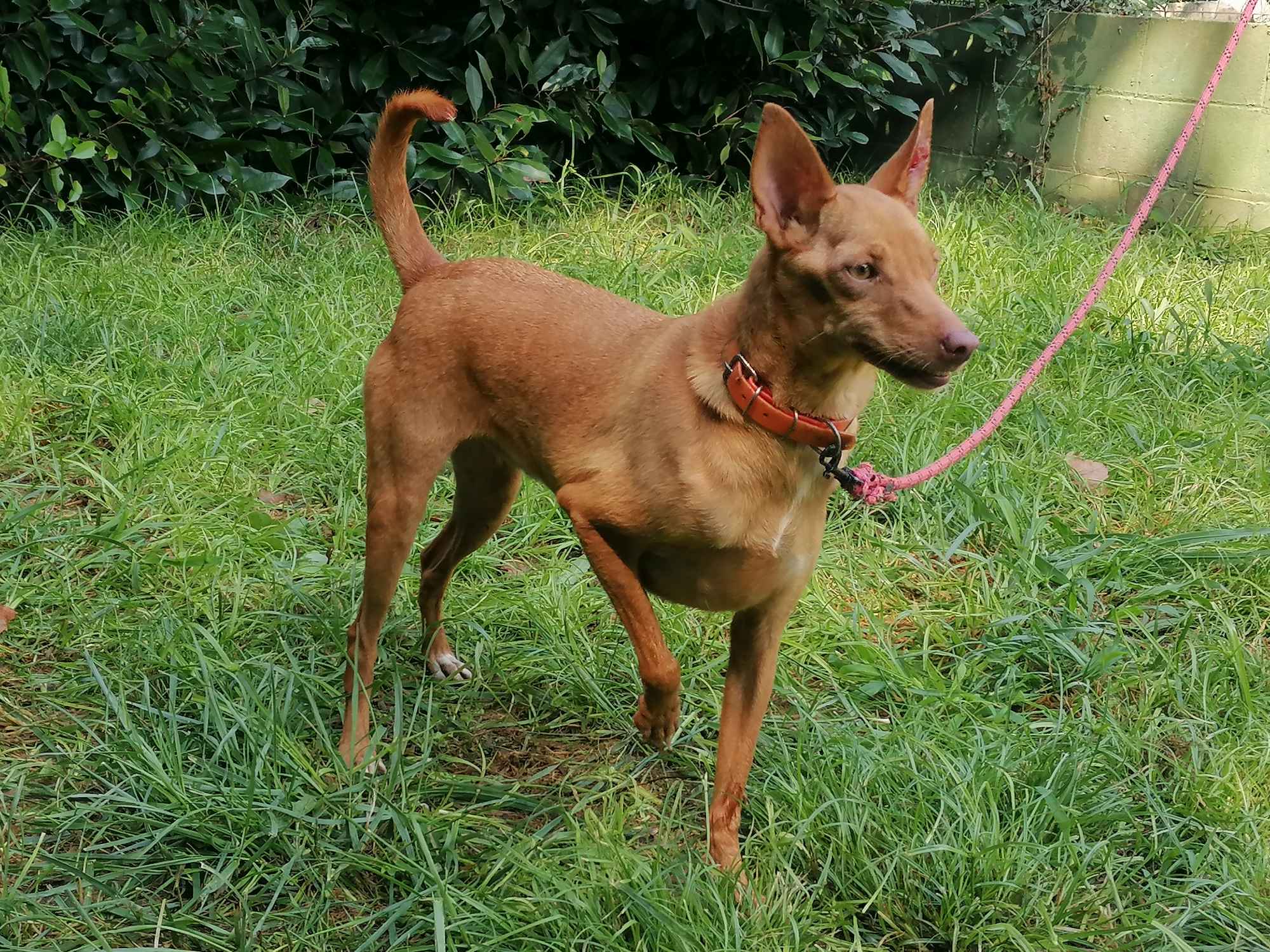 143 - Estrella (1631)